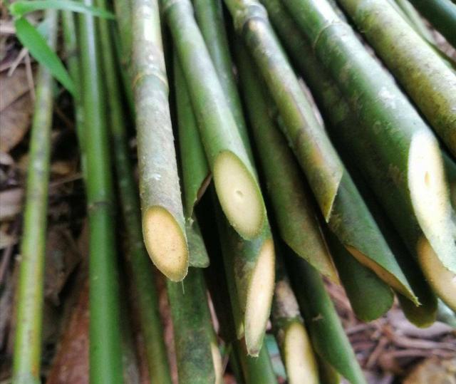 竹子都是空心的?其实实心竹并不少,用处很常见