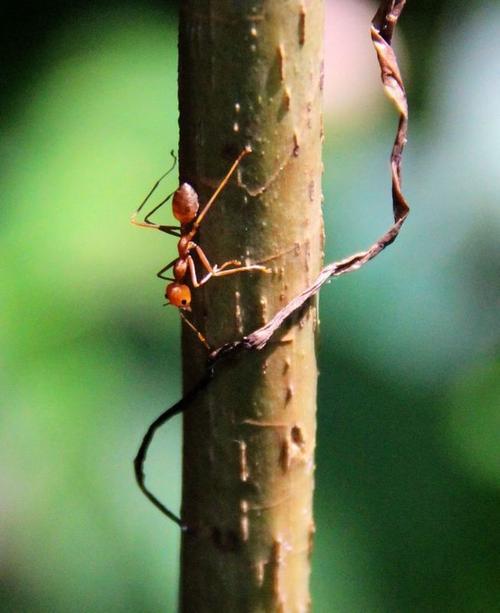 这才是正宗的蚂蚁上树做法简单营养美味