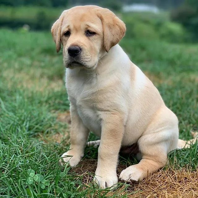 萌化小时候的拉布拉多一脸无辜的样子是小天使没错了