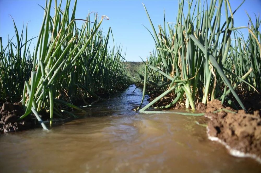 土豆|嵩县小伙郑州返乡科学种田，大葱地里轮种土豆，每亩地增收3000元