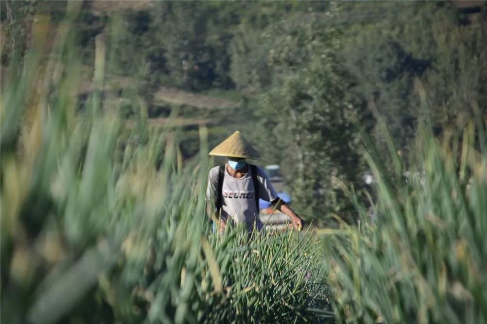 土豆|嵩县小伙郑州返乡科学种田，大葱地里轮种土豆，每亩地增收3000元