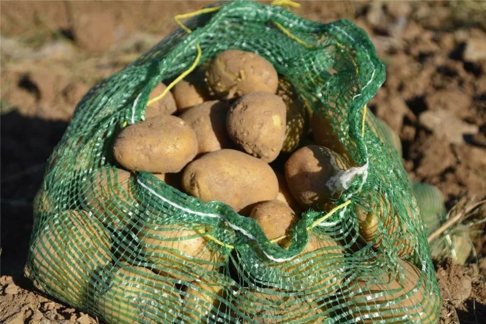 土豆|嵩县小伙郑州返乡科学种田，大葱地里轮种土豆，每亩地增收3000元