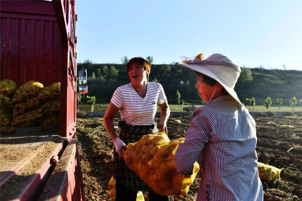 土豆|嵩县小伙郑州返乡科学种田，大葱地里轮种土豆，每亩地增收3000元