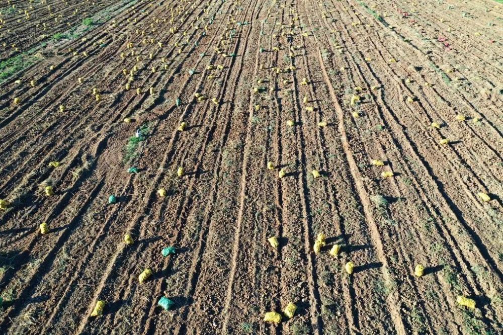 土豆|嵩县小伙郑州返乡科学种田，大葱地里轮种土豆，每亩地增收3000元