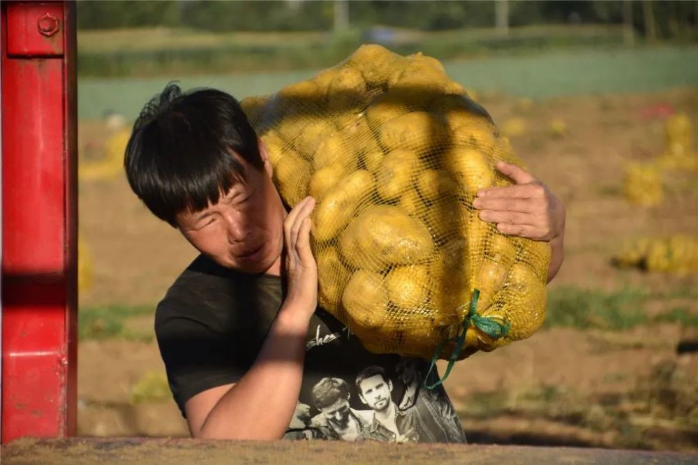土豆|嵩县小伙郑州返乡科学种田，大葱地里轮种土豆，每亩地增收3000元
