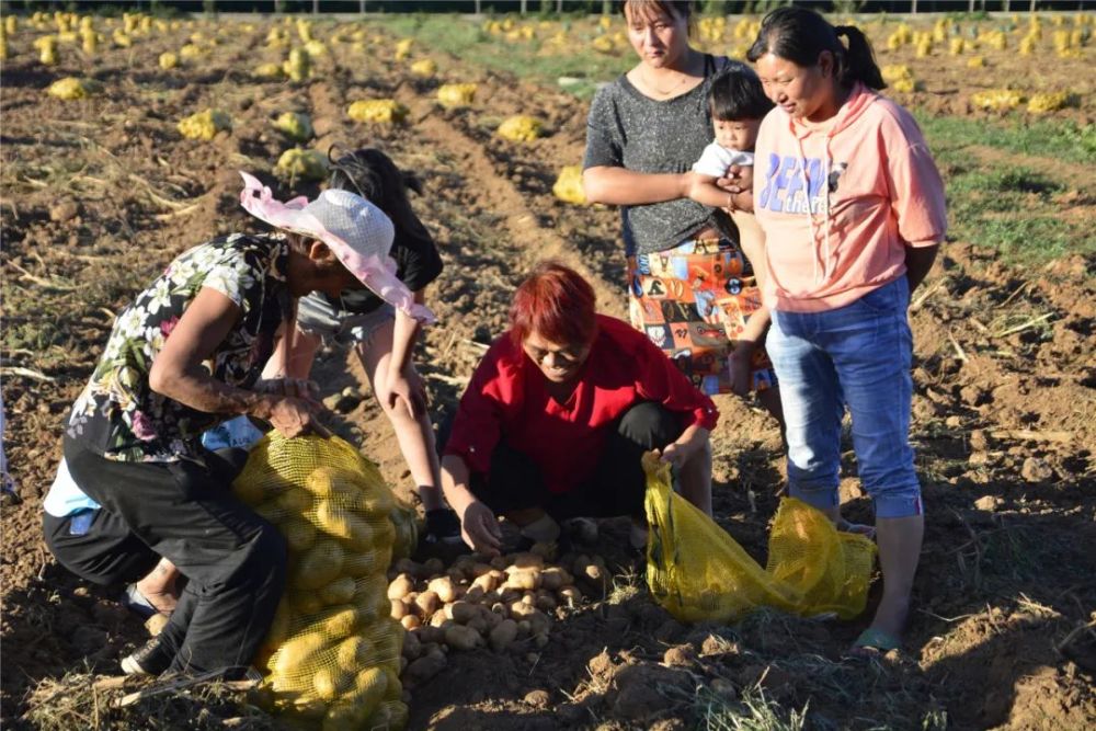 土豆|嵩县小伙郑州返乡科学种田，大葱地里轮种土豆，每亩地增收3000元