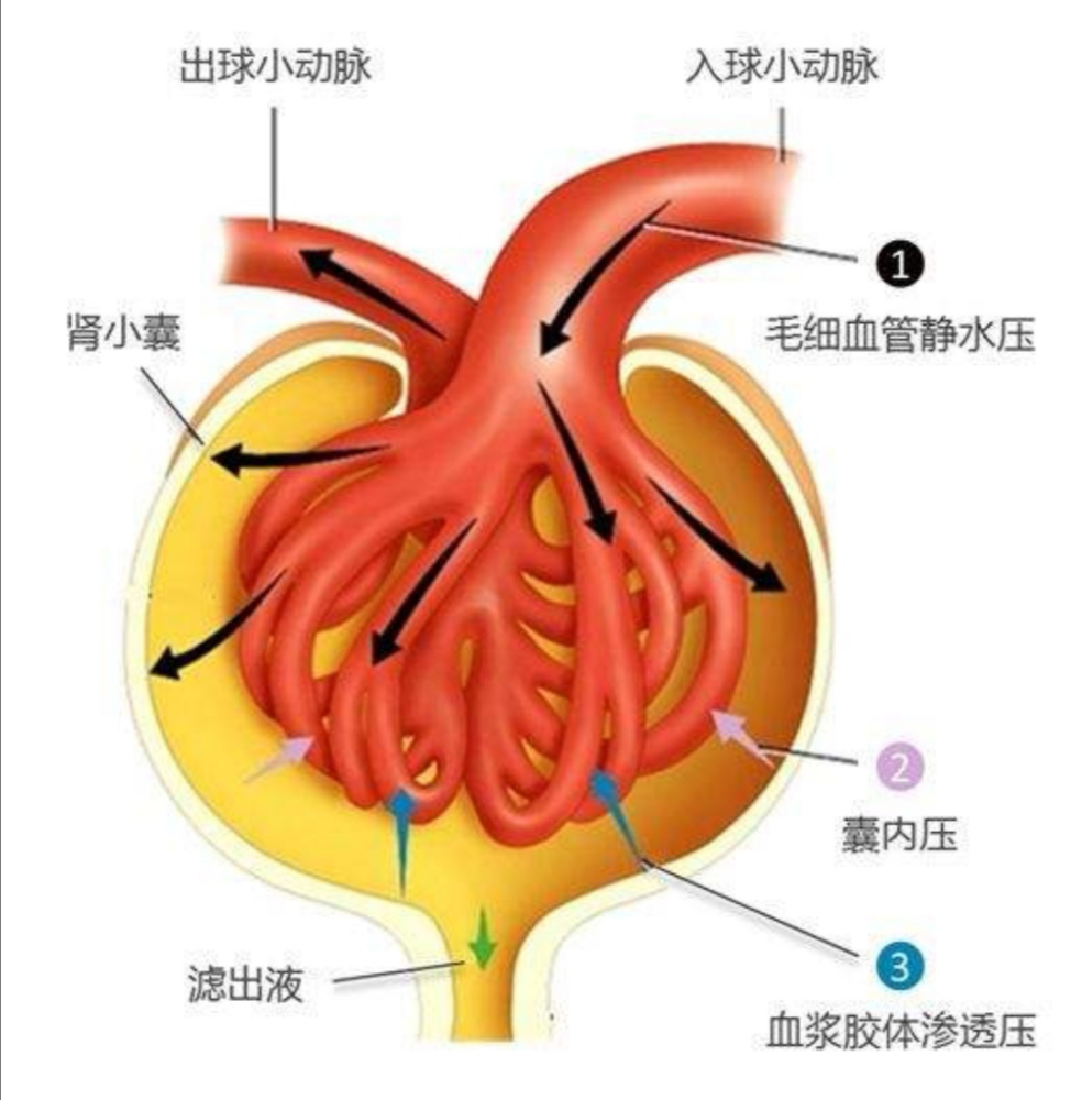 急性肾小管坏死的防治