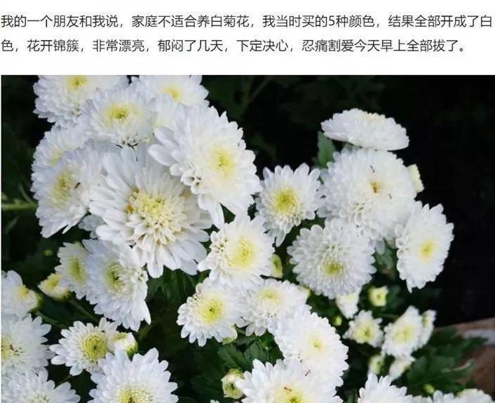 养了白色的花 朋友却说不吉利 全都 拔了 真的可惜了 腾讯新闻