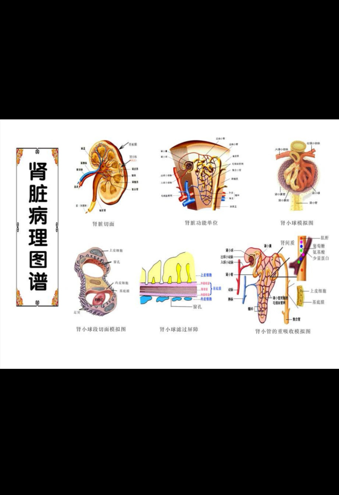 肾小球的疾病分类有哪些?