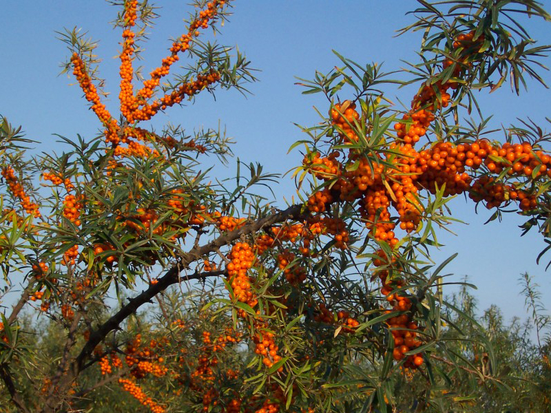 新疆170团沙棘熟了快来采沙棘果子啦
