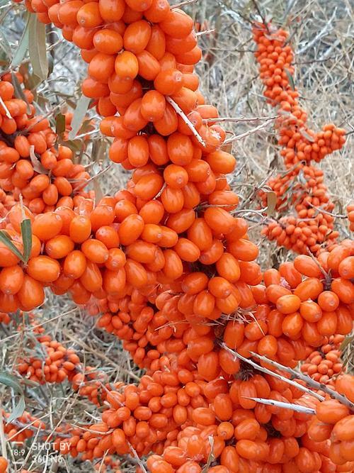 新疆170团沙棘熟了快来采沙棘果子啦