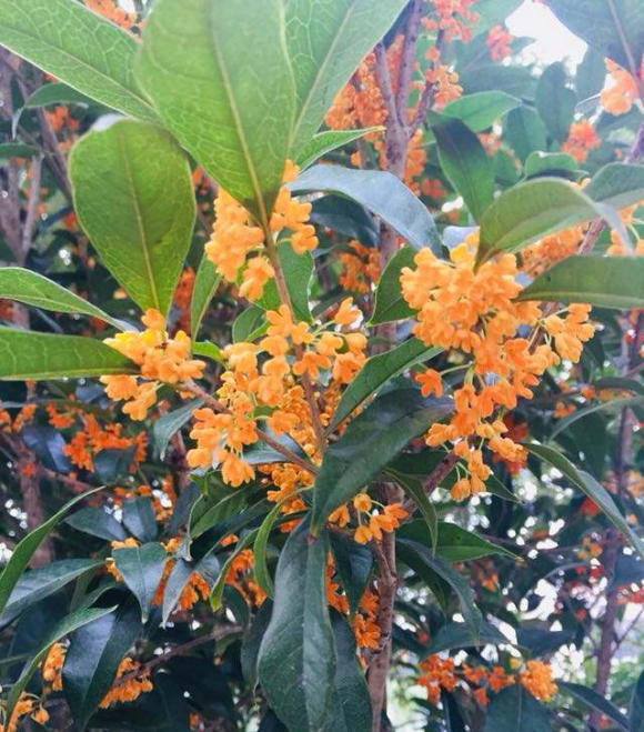 秋天一定要買盆桂花擺在院子裡花香四溢鄰居見了羨慕死