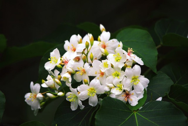 农村曾经种植的桐子树 为什么现在很少见到 桐油还有什么用吗 桐油 油桐 桐叶