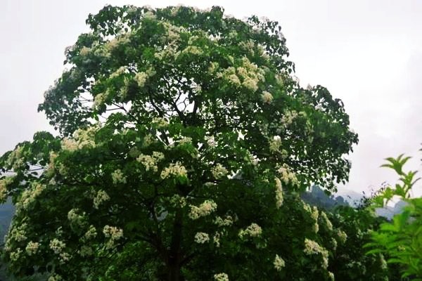 農村曾經種植的桐子樹為什麼現在很少見到桐油還有什麼用嗎