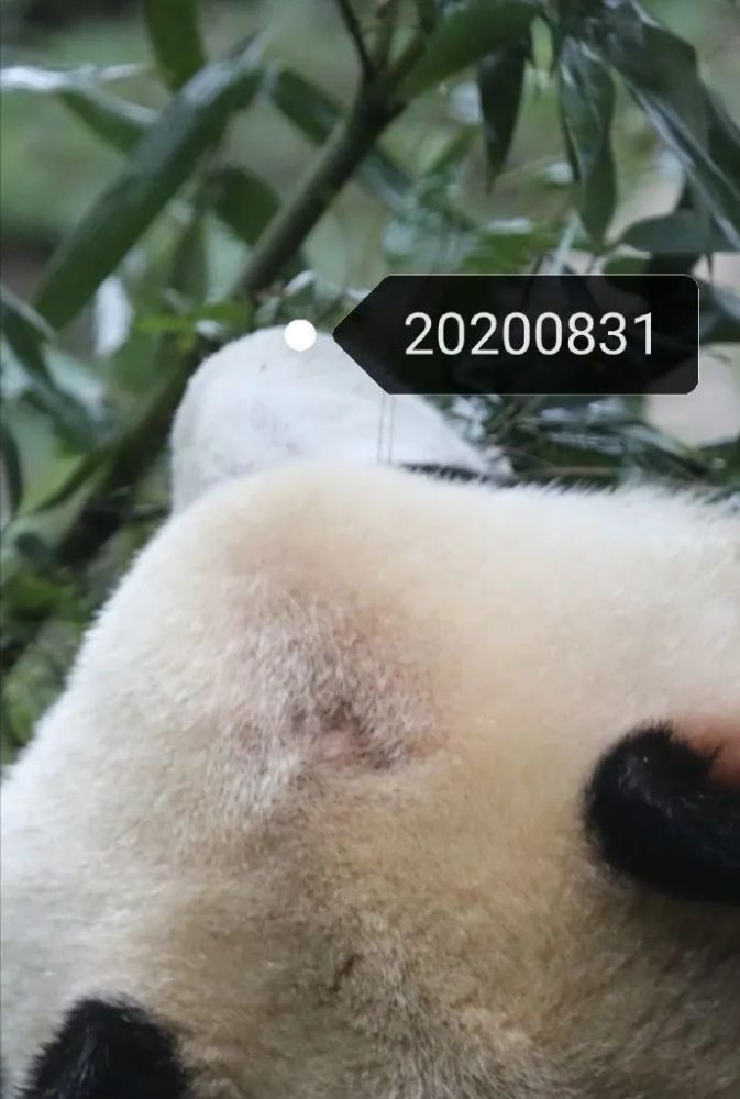 北京动物园网红大熊猫谢顶了!回应来了……