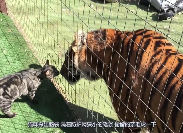 生殖隔离|如果没有生殖隔离地球会成什么样？物种混乱可能波及人类吗？