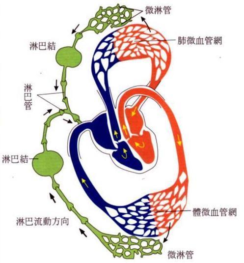 按摩淋巴结,真的能够美容美体吗?