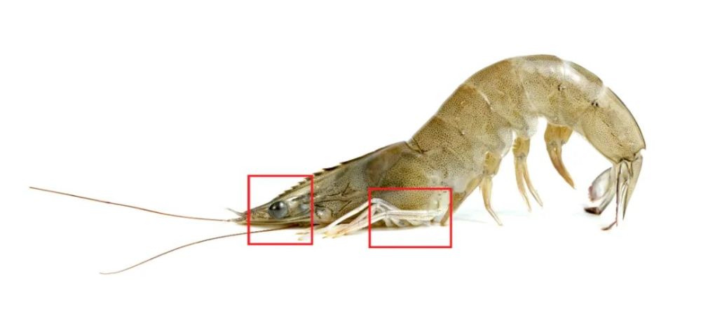 (红框里就是沙包和腮的大致位置) 还记得怎样完美分离虾黄和沙包吗?