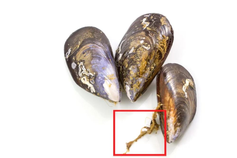 (红框里就是足丝) 基本都能吃,建议一口闷 扇贝