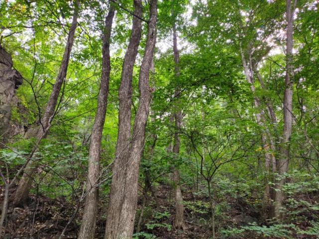 霧靈山腹地找到50餘株珍貴鐵木