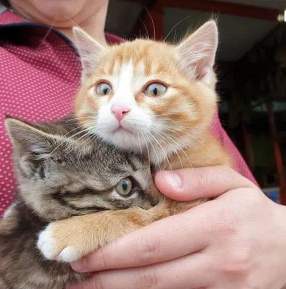 流浪猫|动物园员工捡到3只流浪猫，让猞猁当起了临时妈妈，竟毫无违和感