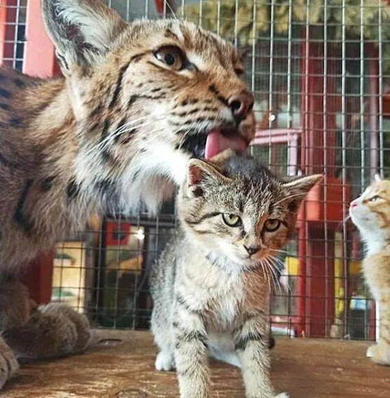 流浪猫|动物园员工捡到3只流浪猫，让猞猁当起了临时妈妈，竟毫无违和感
