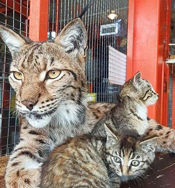 流浪猫|动物园员工捡到3只流浪猫，让猞猁当起了临时妈妈，竟毫无违和感