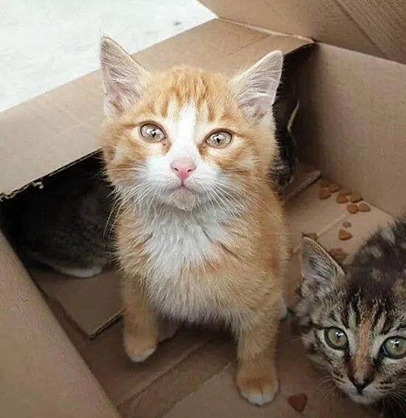 流浪猫|动物园员工捡到3只流浪猫，让猞猁当起了临时妈妈，竟毫无违和感