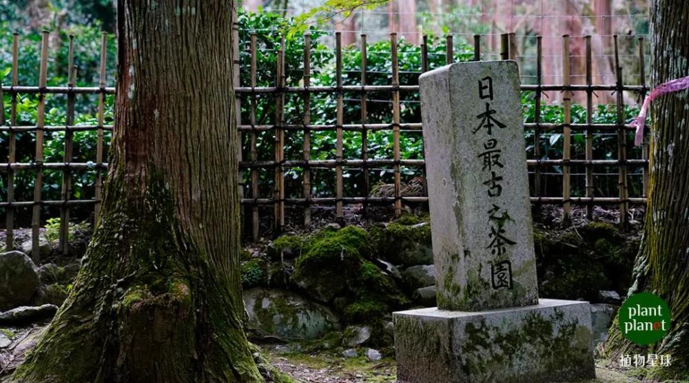 像建仁寺,由荣西和尚建立,荣西在日本被奉为茶祖,茶在日本的传播由他