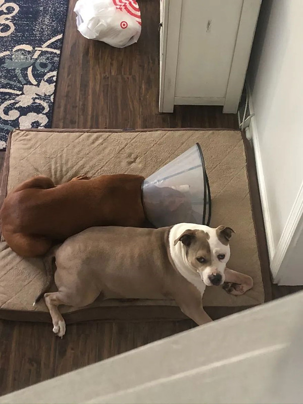 狗狗|狗狗的同伴生病了，它竟搬来自己的窝陪在一旁：这样的友情羡慕了