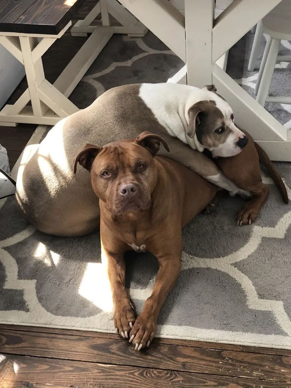 狗狗|狗狗的同伴生病了，它竟搬来自己的窝陪在一旁：这样的友情羡慕了