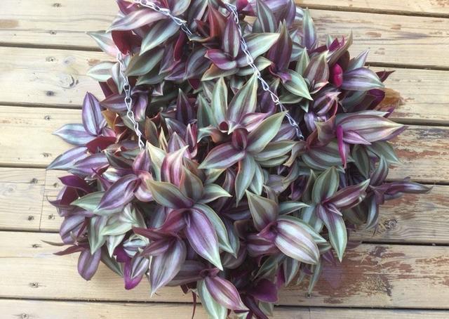 吊竹梅养护有"技巧",分枝多叶色美,放阳台,一个月长到一满盆