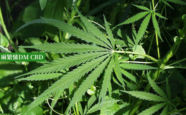 汉麻cbd油十问十答一文了解cbd是什么吗