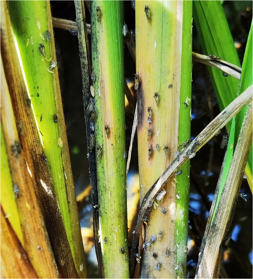 警惕晚稻稻飞虱大发生_腾讯新闻