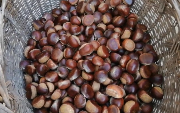 新鲜板栗上市 学会2招保存方法 放久不怕坏 和新鲜的一样 腾讯新闻