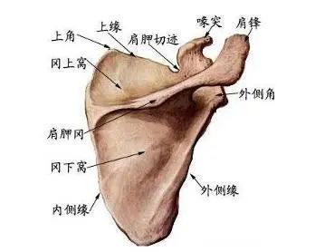 肩胛骨解剖及功能评估 肩胛骨 肩关节 肌肉收缩 肩部