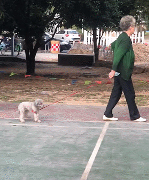 老奶奶带着狗遛弯仔细看后却忍不住想笑狗子你要坚强
