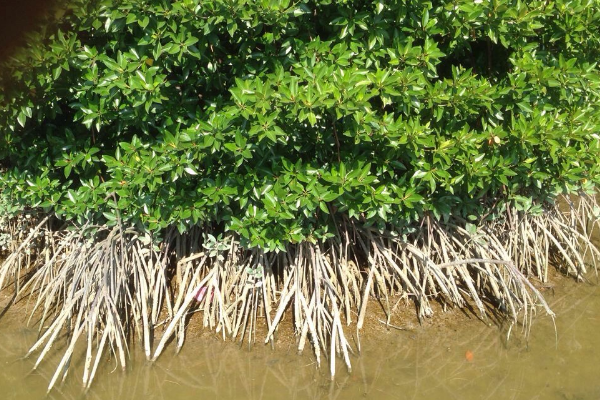 地球|地球的五脏用什么表示？它们缺一不可