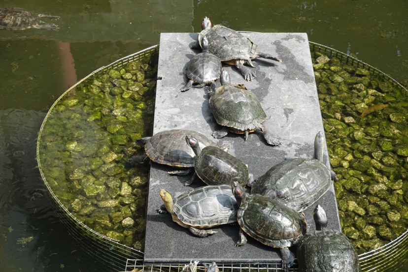 惊呆了！大学生8个月后返校乌龟还活着 “龟坚强”生存秘籍曝光