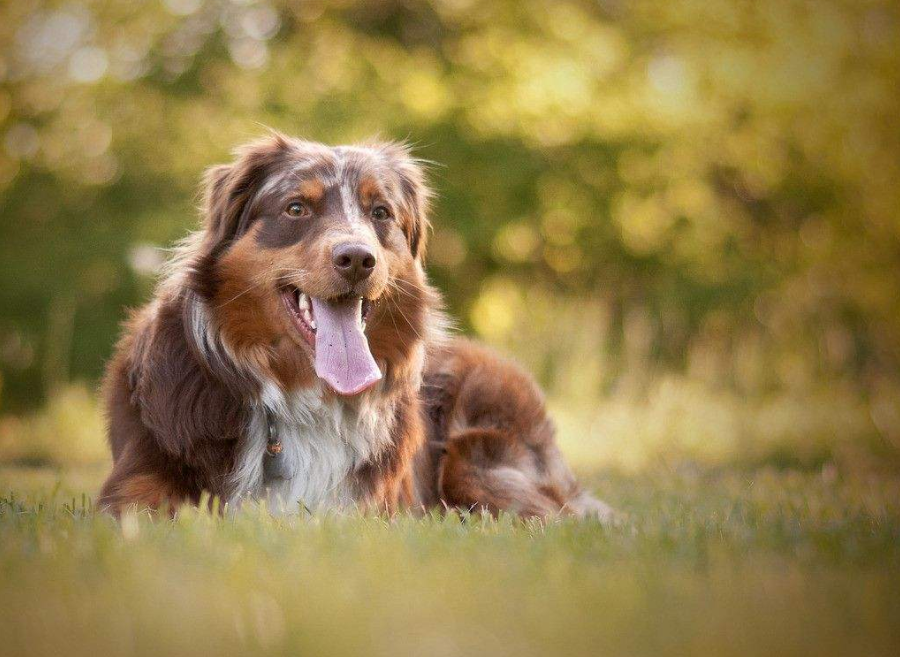 不多見的澳大利亞牧羊犬比邊牧性子沉穩你更喜歡誰