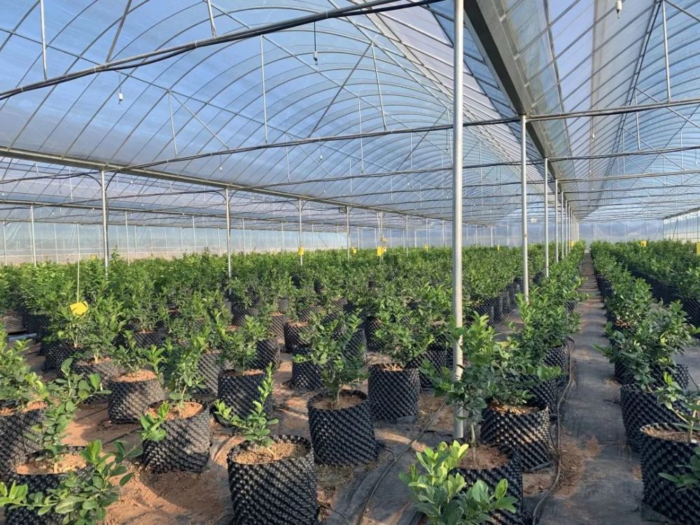 联络外省市的水果加工厂,奔赴重庆拜访浙江柑橘研究所专家,还邀请专家