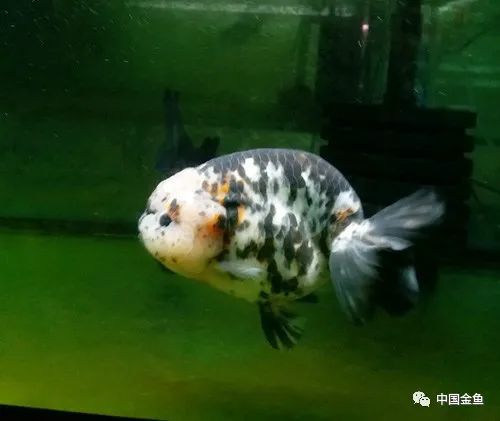隐藏在鱼缸里的神秘杀手之一 鱼类 金鱼 Ph值
