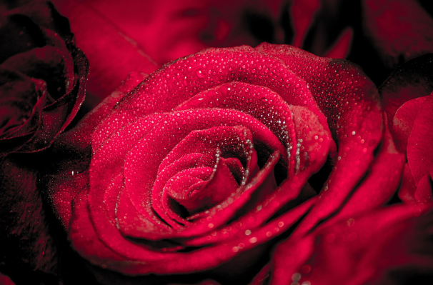 趣味测试:四种玫瑰花,你更爱哪一种?测你今生的福气在哪方面最旺?