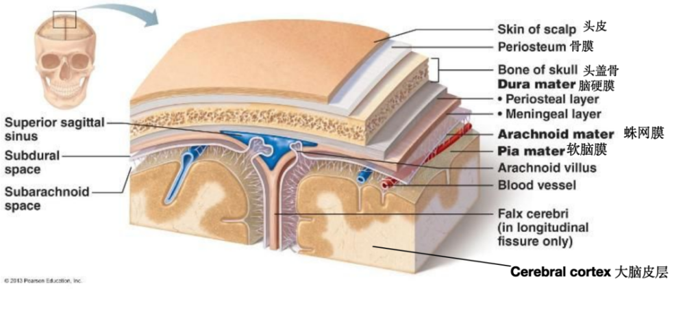 别再羡慕马斯克的脑机接口了!中国强大的脑机接口在这里