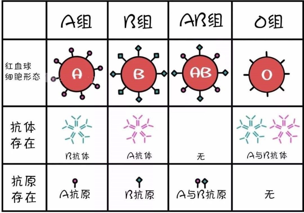 风险!稀有10大血型"不乱收费-第1张图片-晴天助孕