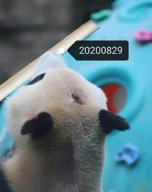 挺秃然的北京动物园网红大熊猫谢顶上了热搜原因查清了网友评论扎心
