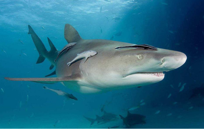 科学家对于吸盘鱼的称号有很多,比如说"旅行家","