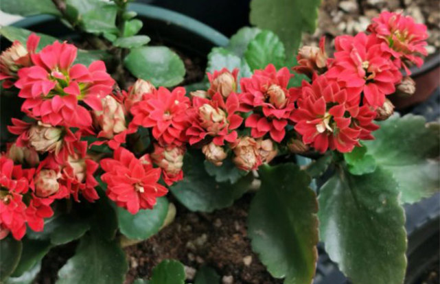 9月养这些花 快速开花花期长 腾讯网