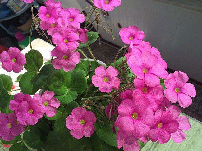 9月养这些花 快速开花花期长 腾讯新闻