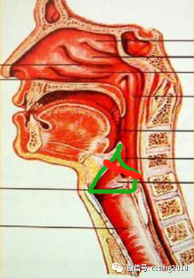 如上图红色杓会厌肌把管道变窄了,当你学女巫奸笑的时候1 咽音难在